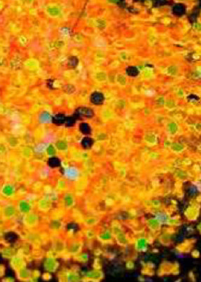Hot Carlos glitter